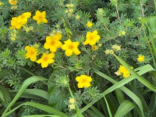 composition de gaillardes jolies et &eacute;chinac&eacute;e pourpre