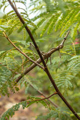 stick insect in the city of Ituaçu, State of Bahia, Brazil