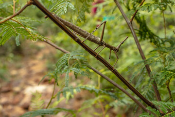 stick insect in the city of Ituaçu, State of Bahia, Brazil