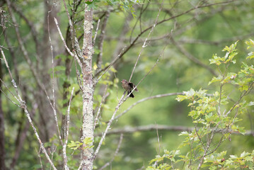 Red Winged Blackbird