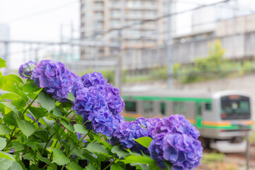 飛鳥山公園の紫陽花と湘南新宿ライン