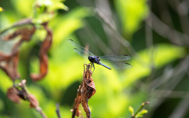 Slaty Skimmer