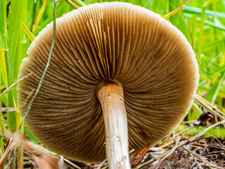 A Local Montana Fungus Captured in Macro