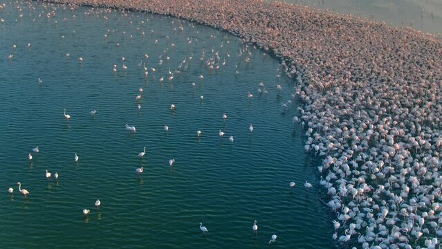 A large colony of flamingos are together in mating season in Aegean coast, Turkey.