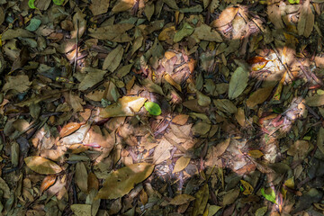 地面を覆う落ち葉