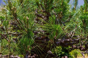 緑色の松の葉の質感