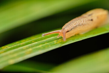 Prism Slugs macro photo on green leaf with black background