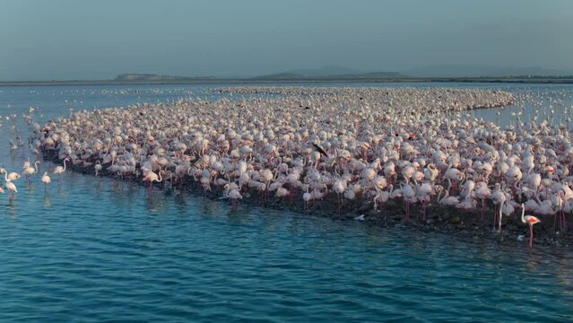 A large colony of flamingos are together in mating season in Aegean coast, Turkey.