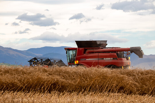 Annat, Canterbury, New Zealand, March 9 2022: A Case combine at work harvesting mustard seeds 