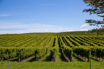 Fototapeta na wymiar Trained grapevines growing in long neat rows over the contouring landscape in Marlborough, New Zealand