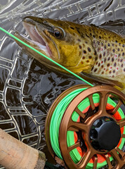 Fresh caught Brown Trout and fly reel while fly fishing in river - 510955648