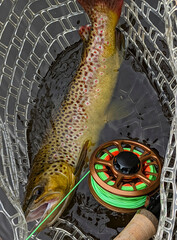 Fresh caught Brown Trout and fly reel while fly fishing in river - 510955649