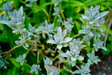 植物園で咲く植物