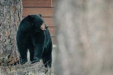 A black bear wandered into town.  Looking for its exit route.  Mountain community.  