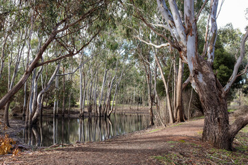 eucalyptus tree and path alongside billabong