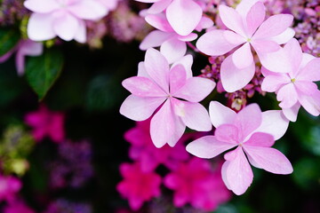 Naklejka premium 6月の箱根に咲くカラフルなあじさい