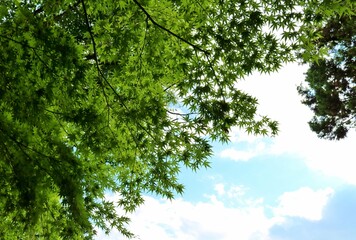 Fototapeta premium 爽やかな初夏の空 癒しの新緑アオモミジ 風景