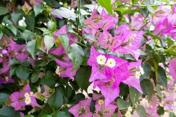 緑と紫と白い花 ブーゲンビリア