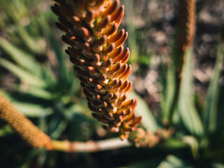 Aloe plant