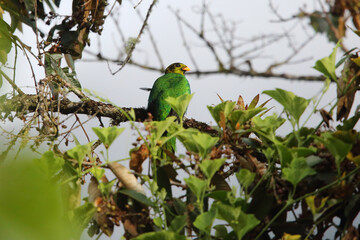 Golden-headed quetzal (Pharomachrus auriceps) in Ecuador