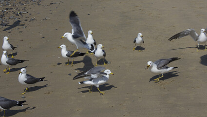 Seagulls gathering on the beach