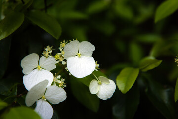 山中に咲く白い花、山アジサイ
