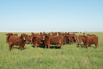 Group of young brown cows in the meadow