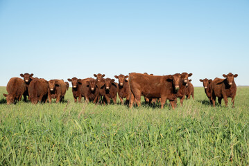 Group of young brown cows in the meadow