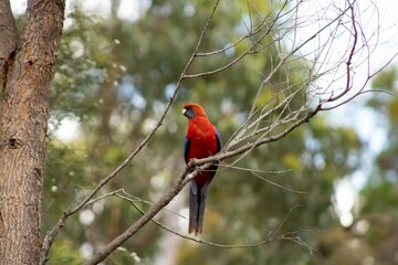 rosella bird in the wild