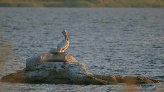 A pelican next to its mate is cleaning up in sunset in Bafa Lake, Turkey