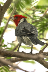 Red-crested cardinal. Paroaria coronata