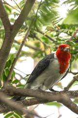 Red-crested cardinal. Paroaria coronata