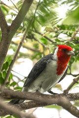 Red-crested cardinal. Paroaria coronata