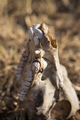 The skull of a young, wild boar. Animal bones.