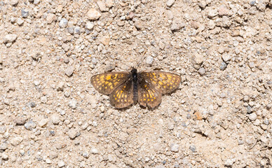 Heath fritillary (Melitaea athalia) is a butterfly of the family Nymphalidae. The dead body of an insect on the road. The natural phase of ontogenesis after reproduction.