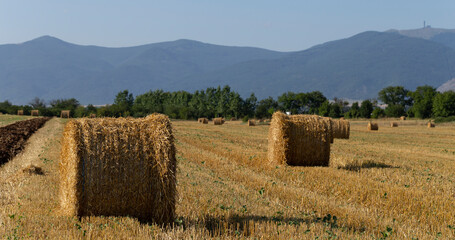 Fototapeta premium Wheat harvesting. Round bales of straw in the field. Agriculture in mountainous areas.