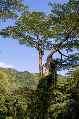 The island of Oahu in Hawaii