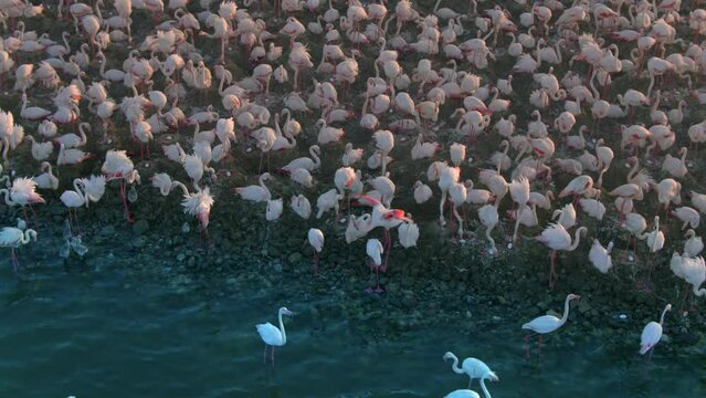 A large colony of flamingos are caring their eggs in hatchling season, İzmir, Turkey 
