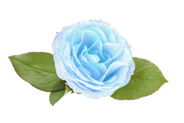 Beautiful blue rose on white background