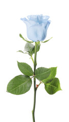 Obraz premium Beautiful blue rose on white background