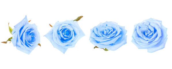 Set of beautiful blue roses on white background