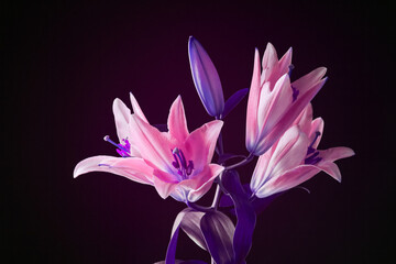 Bouquet of beautiful lily flowers on dark background