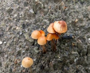 Mushrooms Conocybe Tenera on herbivore animal excrement