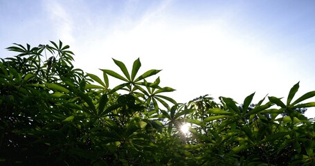 beautiful sunlight through the leaves of the cassava trees. fresh sunlight, fresh green