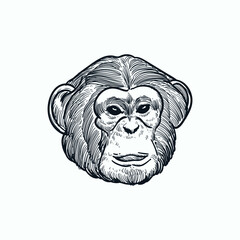 Vintage hand drawn sketch chimpanzee head2