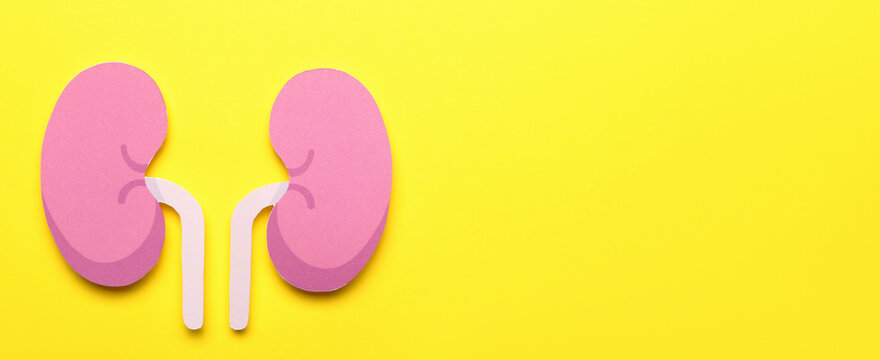 Paper kidneys on yellow background with space for text