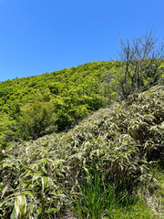 Fototapeta premium 竜ヶ岳から見る富士山