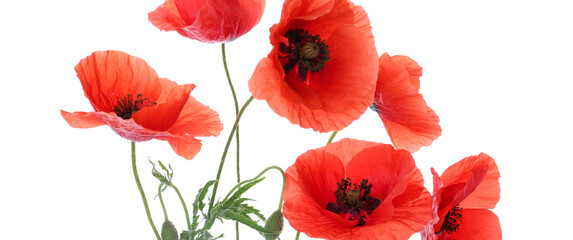 Beautiful red poppy flowers on white background. Banner for design