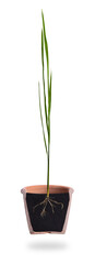 Growing plant with underground root visible,Long green grass.