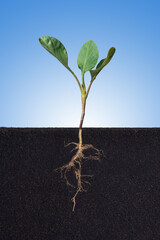 Growing plant with underground root visible,Brassica oleracea, Phyllotreta crusiferae.